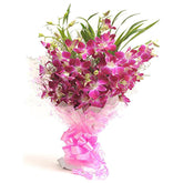 Orchid in Glory